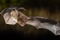 Rauhautfledermaus (Pipistrellus nathusii)