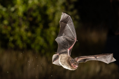 Rauhautfledermaus (Pipistrellus nathusii)