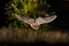 Rauhautfledermaus (Pipistrellus nathusii)