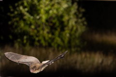 Rauhautfledermaus (Pipistrellus nathusii)