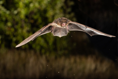 Rauhautfledermaus (Pipistrellus nathusii)