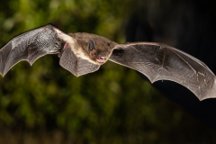 Rauhautfledermaus (Pipistrellus nathusii)