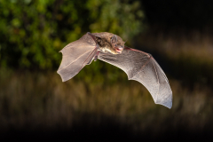 Rauhautfledermaus (Pipistrellus nathusii)