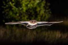 Rauhautfledermaus (Pipistrellus nathusii)