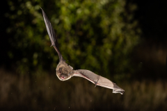 Rauhautfledermaus (Pipistrellus nathusii)