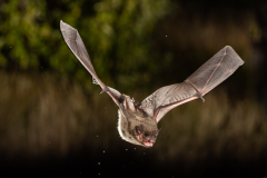 Rauhautfledermaus (Pipistrellus nathusii)