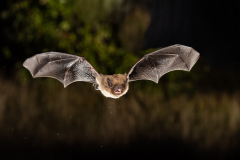 Rauhautfledermaus (Pipistrellus nathusii)