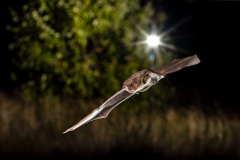 Rauhautfledermaus (Pipistrellus nathusii)