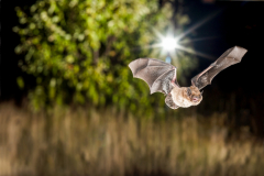 Rauhautfledermaus (Pipistrellus nathusii)