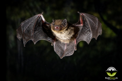 20220826_Rauhautfledermaus_Pipistrellus-nathusii_Christian-Giese_DSC5079