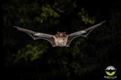 20220826_Rauhautfledermaus_Pipistrellus-nathusii_Christian-Giese_DSC5088