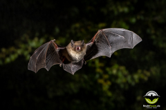 20220826_Rauhautfledermaus_Pipistrellus-nathusii_Christian-Giese_DSC5134