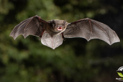 20220826_Rauhautfledermaus_Pipistrellus-nathusii_Christian-Giese_DSC5250