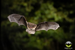 20220827_Rauhautfledermaus_Pipistrellus-nathusii_Christian-Giese_DSC5255