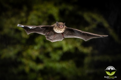 20220827_Rauhautfledermaus_Pipistrellus-nathusii_Christian-Giese_DSC5256