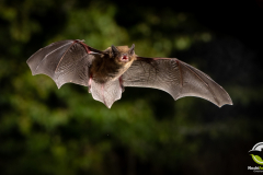 20220827_Rauhautfledermaus_Pipistrellus-nathusii_Christian-Giese_DSC5258