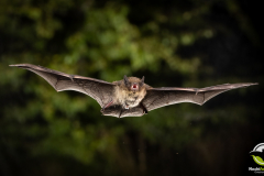 20220827_Rauhautfledermaus_Pipistrellus-nathusii_Christian-Giese_DSC5261