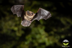 20220827_Rauhautfledermaus_Pipistrellus-nathusii_Christian-Giese_DSC5264