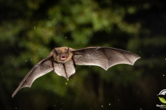 20220827_Rauhautfledermaus_Pipistrellus-nathusii_Christian-Giese_DSC5265