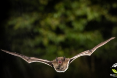 20220827_Rauhautfledermaus_Pipistrellus-nathusii_Christian-Giese_DSC5266