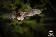 20220827_Rauhautfledermaus_Pipistrellus-nathusii_Christian-Giese_DSC5269