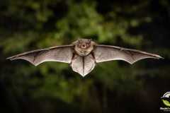 20220827_Rauhautfledermaus_Pipistrellus-nathusii_Christian-Giese_DSC5271