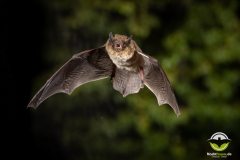 20220827_Rauhautfledermaus_Pipistrellus-nathusii_Christian-Giese_DSC5273