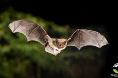 20220827_Rauhautfledermaus_Pipistrellus-nathusii_Christian-Giese_DSC5276