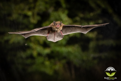 20220827_Rauhautfledermaus_Pipistrellus-nathusii_Christian-Giese_DSC5277