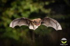 20220827_Rauhautfledermaus_Pipistrellus-nathusii_Christian-Giese_DSC5280