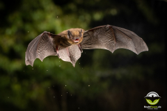 20220827_Rauhautfledermaus_Pipistrellus-nathusii_Christian-Giese_DSC5282