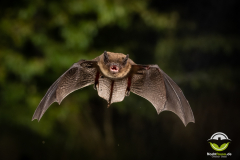 20220827_Rauhautfledermaus_Pipistrellus-nathusii_Christian-Giese_DSC5283