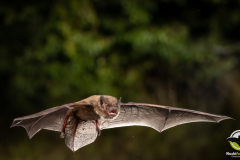 20220828_Rauhautfledermaus_Pipistrellus-nathusii_Christian-Giese_DSC5363