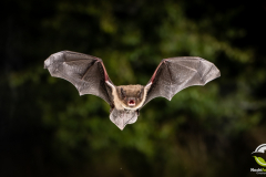 20220828_Rauhautfledermaus_Pipistrellus-nathusii_Christian-Giese_DSC5367