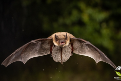 20220828_Rauhautfledermaus_Pipistrellus-nathusii_Christian-Giese_DSC5375