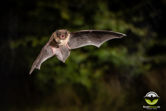 20220828_Rauhautfledermaus_Pipistrellus-nathusii_Christian-Giese_DSC5377