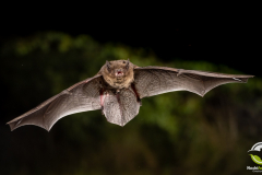 20220828_Rauhautfledermaus_Pipistrellus-nathusii_Christian-Giese_DSC5383