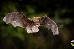 20220828_Rauhautfledermaus_Pipistrellus-nathusii_Christian-Giese_DSC5389