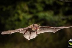 20220828_Rauhautfledermaus_Pipistrellus-nathusii_Christian-Giese_DSC5393