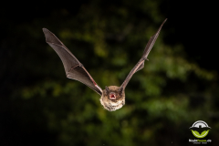 20220828_Rauhautfledermaus_Pipistrellus-nathusii_Christian-Giese_DSC5399