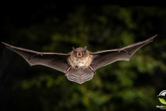 20220828_Rauhautfledermaus_Pipistrellus-nathusii_Christian-Giese_DSC5400