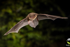 20220829_Rauhautfledermaus_Pipistrellus-nathusii_Christian-Giese_DSC5452