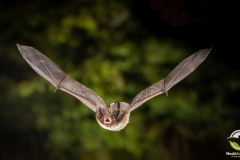 20220829_Rauhautfledermaus_Pipistrellus-nathusii_Christian-Giese_DSC5454