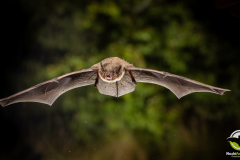 20220829_Rauhautfledermaus_Pipistrellus-nathusii_Christian-Giese_DSC5460