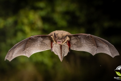 20220829_Rauhautfledermaus_Pipistrellus-nathusii_Christian-Giese_DSC5469