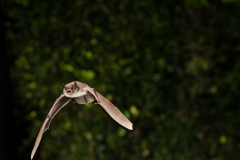 Teichfledermaus (Myotis dasycneme)