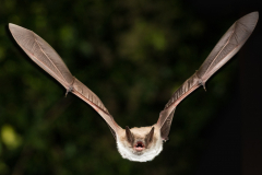 Teichfledermaus (Myotis dasycneme)