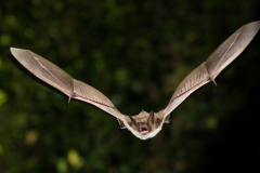 Teichfledermaus (Myotis dasycneme)