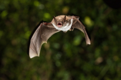 Teichfledermaus (Myotis dasycneme)