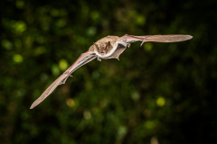 Teichfledermaus (Myotis dasycneme)